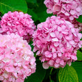 Pink Hydrangea Live Plant | Bareroot 6–12" Tall, Dwarf Hardy Shrub (Zones 5–9)