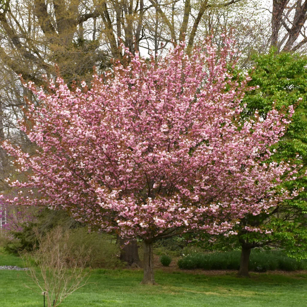 Kwanzan Cherry Tree (Prunus serrulata 'Kanzan') Bare Root 1–2 ft tall