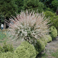 Dappled Willow Tree Salix integra Hakuro Nishiki Bare Root 1–2 ft