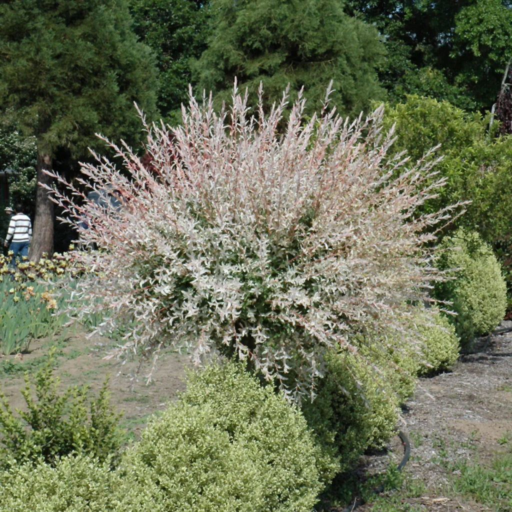 Dappled Willow Tree Salix integra Hakuro Nishiki Bare Root 1–2 ft