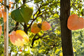Tanenashi Persimmon Tree (Diospyros kaki) – 1 Live Well-Rooted Small Tree, Astringent Variety