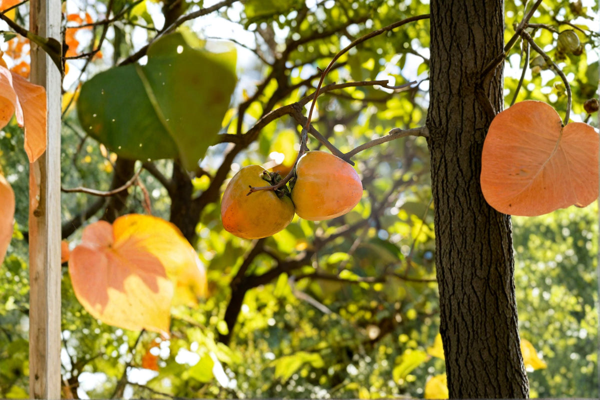 Tanenashi Persimmon Tree (Diospyros kaki) – 1 Live Well-Rooted Small Tree, Astringent Variety