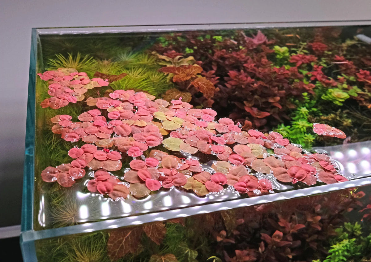 Red Root Floater Phyllanthus fluitans - 10 Live Floating Aquarium Plants
