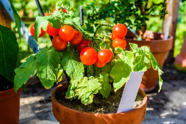 Cherry Tomato Plants - 3 Bare Root Starter Plants (Solanum lycopersicum)