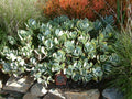 Crassula Arborescens 'Silver Dollar' Fresh Unrooted Cutting – 4–6 in