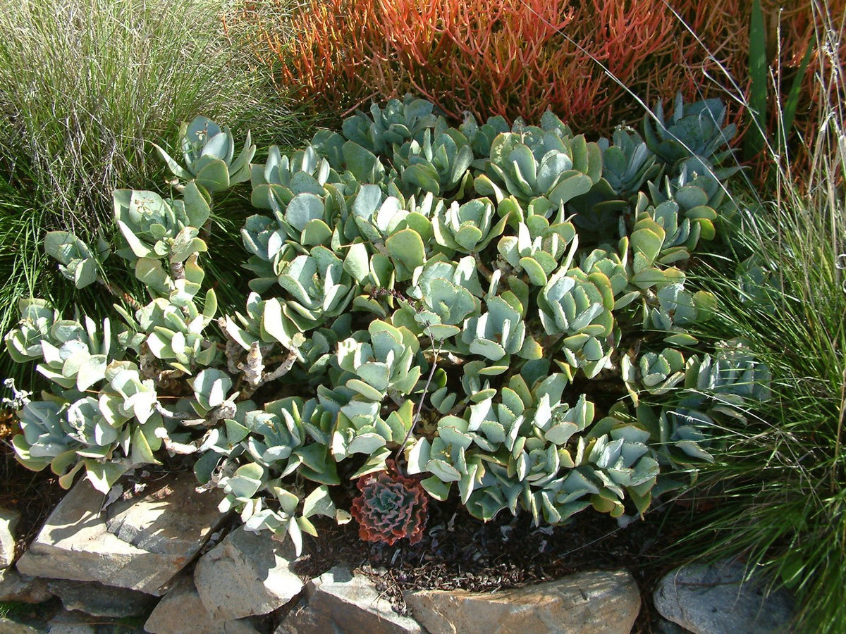 Crassula Arborescens 'Silver Dollar' Fresh Unrooted Cutting – 4–6 in