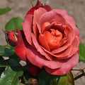 Hot Cocoa Rose Cuttings – 3 Unrooted Rosa ‘Hot Cocoa’ Floribunda for Rooting or Grafting