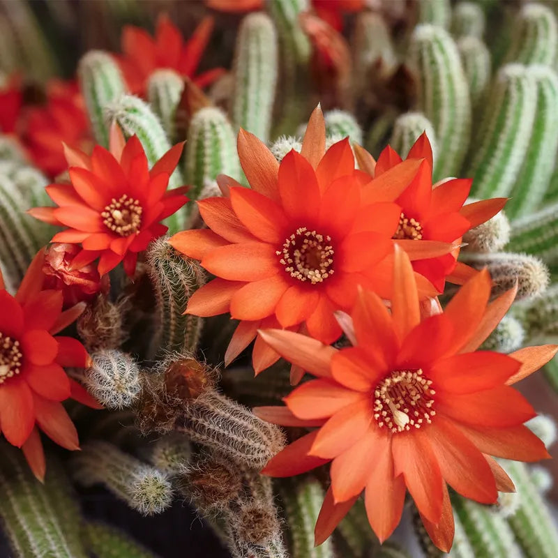 Echinopsis chamaecereus Peanut Cactus Cuttings – 5 Unrooted Starts