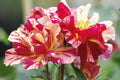 Rosa ‘Degas’ Rose Cuttings - 3 Unrooted Degas Striped Yellow-Red Rose Cuttings