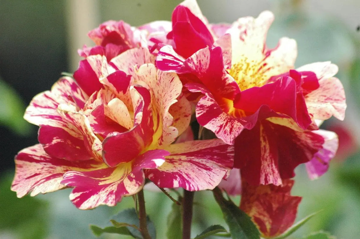 Rosa ‘Degas’ Rose Cuttings - 3 Unrooted Degas Striped Yellow-Red Rose Cuttings