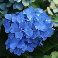 2 Live Blue Hydrangea Bushes | Bareroot, 18" Each - Fragrant Large Blooms, Pollinator Plant