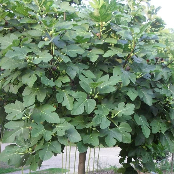 Fig Tree Cuttings, 5 Organic Unrooted Cuttings (8 inches) – Fruiting Variety, Heirloom, Propagation