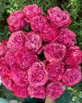 Country Blues Rose Cuttings (3) – Rosa ‘Country Blues’ Unrooted for Rooting or Grafting