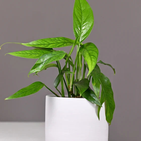 Pothos Baltic Blue – Rooted Starter Plant (Epipremnum pinnatum)