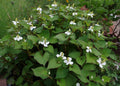 15 Live Fish Mint Plants (Houttuynia cordata) Bareroot – 6", Vietnamese Herb & Ground Cover