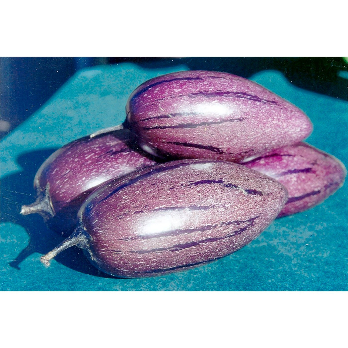 Purple Stripe Pepino Melon Cuttings (Solanum muricatum) - 6 Unrooted