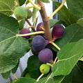 Chicago Hardy Fig Cuttings (2 Unrooted, 6-8") Ficus carica – Cold Hardy, Easy to Root