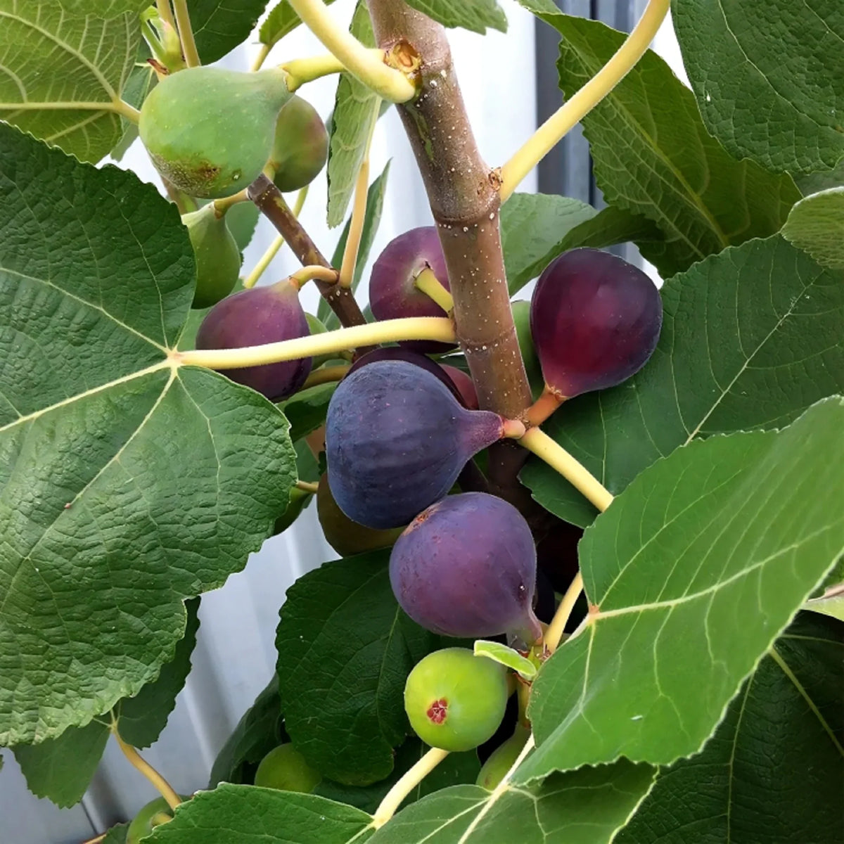 Chicago Hardy Fig Cuttings (2 Unrooted, 6-8") Ficus carica – Cold Hardy, Easy to Root