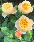 Chirp Chinese Garden Shrub Rose Cuttings (3) - Unrooted Rosa Chirp