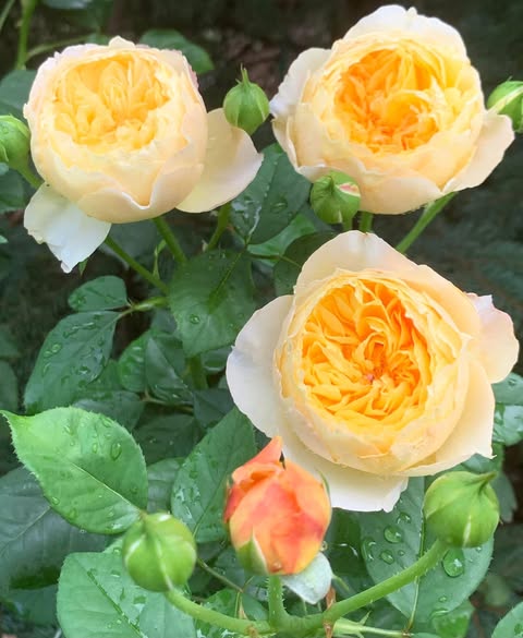 Chirp Chinese Garden Shrub Rose Cuttings (3) - Unrooted Rosa Chirp