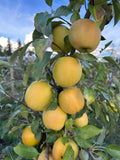 Japanese Yellow Apple Cutting (Malus domestica) – 6–8" Unrooted Cutting for Grafting & Rooting