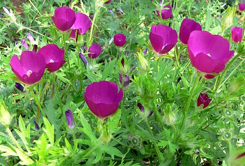 Callirhoe involucrata Seeds - Purple Poppy Mallow (Winecup) 15 Seeds (100mg) Non-GMO