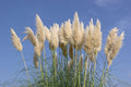 Pampas Grass Bare Root Starter Plants (4–8”) | Cortaderia selloana