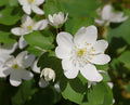 Rue Anemone Bare Root Plants (Anemonella thalictroides) – 3 Bare-Root Plants, Native Woodland Perennial