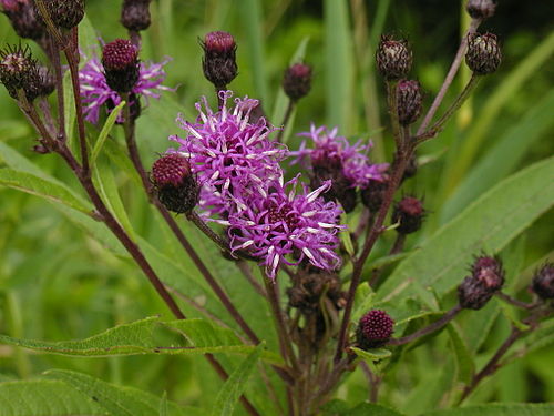 Vernonia noveboracensis Seeds (New York Ironweed) - Native Perennial Wildflower