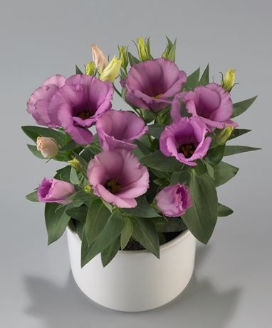 Lisianthus Lilac Shade Live Bareroot Plant - Eustoma grandiflorum 2–5” tall for Zones 8–10