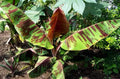 Sumatrana Banana Tree (Musa sumatrana) - 1 Live Bare Root Starter Plant | Ornamental Tiger-Striped Foliage