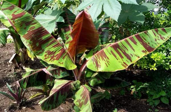 Sumatrana Banana Tree (Musa sumatrana) - 1 Live Bare Root Starter Plant | Ornamental Tiger-Striped Foliage