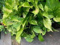 Giant Variegated Golden Pothos Cutting (3 Nodes) – Epipremnum aureum Hawaiian Climbing Plant
