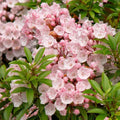 Pink Mountain Laurel (Kalmia latifolia) Bare Root Shrub – 1 ft Tall
