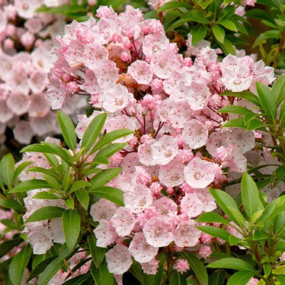 Pink Mountain Laurel (Kalmia latifolia) Bare Root Shrub – 1 ft Tall
