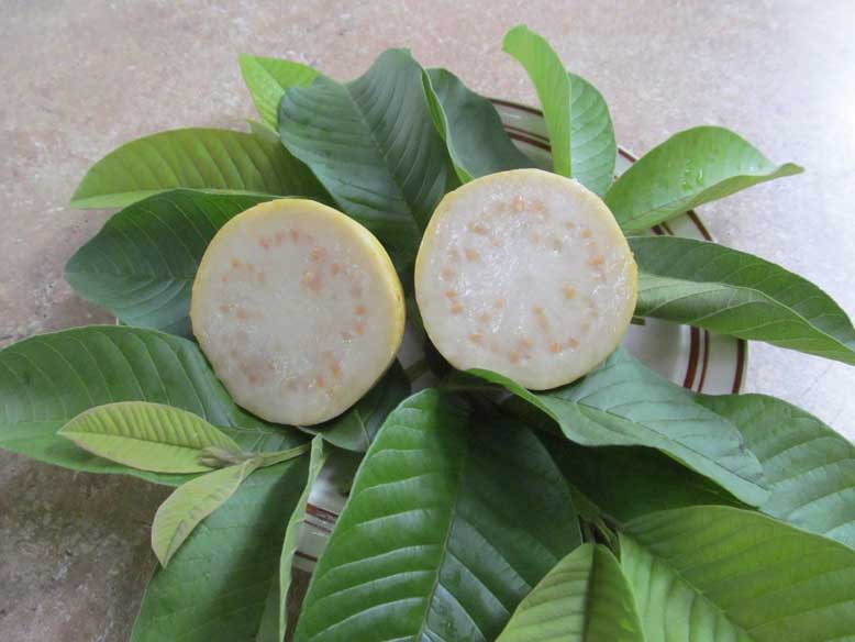 Peruvian White Guava Tree – Psidium guajava Bare Root Starter Plant