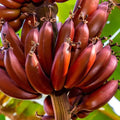 Red Dacca Banana Plant (Musa acuminata) – Live Tropical Banana Plant for Indoor or Outdoor Growing
