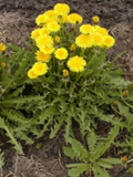 Dandelion Plants Bare Root (Taraxacum officinale) - 10 Pack, Wild Organic Non-GMO Heirloom
