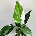 Philodendron White Princess Starter Plant - Bareroot 5–8" Tall