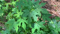 Chaya Manya Unrooted Cuttings (Cnidoscolus aconitifolius) - Tree Spinach, Mexican Spinach, Organic