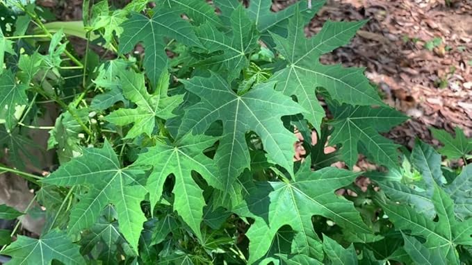 Chaya Manya Unrooted Cuttings (Cnidoscolus aconitifolius) - Tree Spinach, Mexican Spinach, Organic