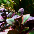 Dwarf Cardinal Plant Lobelia cardinalis - Live Bare Root Aquarium Plant