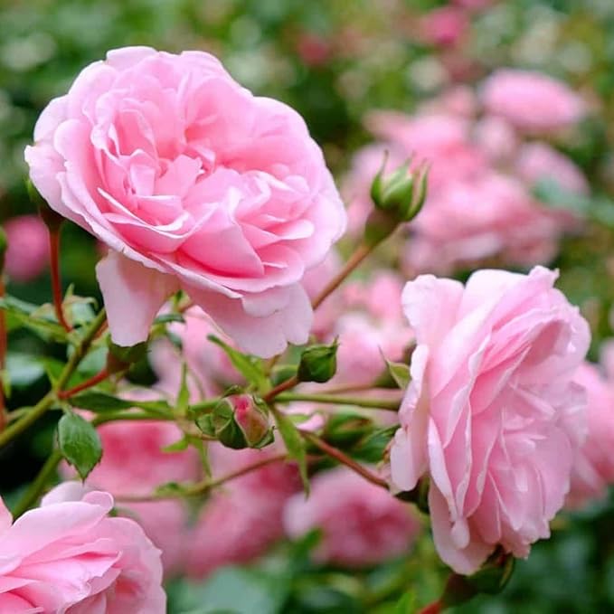 Pretty N Pink Rose Cuttings (3 Unrooted) - Heirloom Rosa spp. for Rooting & Grafting