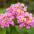 Lantana Wagon Wheel Pink - Live Small Bareroot Starter Plant