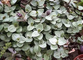 Dwarf Bolivian Wandering Jew Cuttings - Callisia repens (Tradescantia minima) 10 unrooted cuttings