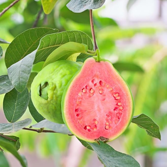 Pink Guava Plant (Psidium guajava) – Live Starter Plant, Self-Fertile, Fast Growing, Container Friendly