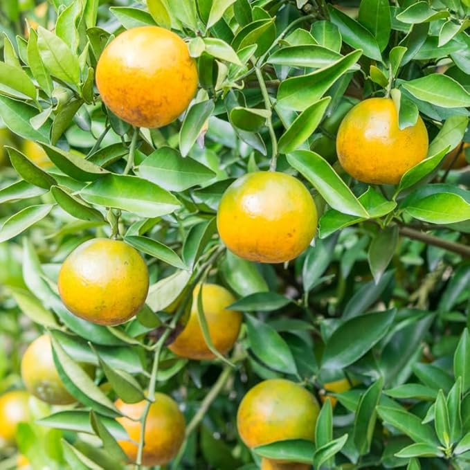 Calamansi / Calamondin Rooted Calamansi Plant 2-3" - Citrus × microcarpa (Kalamansi, Philippine Lime)