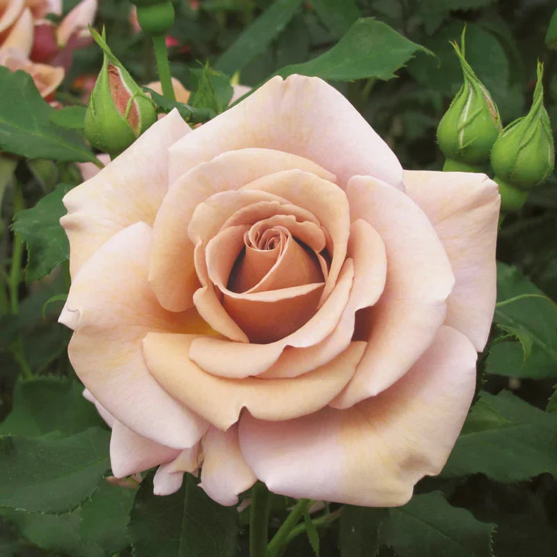 Koko Loka Rose Cuttings (3) Unrooted - Rosa ‘Koko Loco’ Taupe-Lavender Wedding Rose