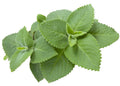 Cuban Oregano Plant - 5-7" Live, Well-Rooted | Indian Borage Plectranthus amboinicus