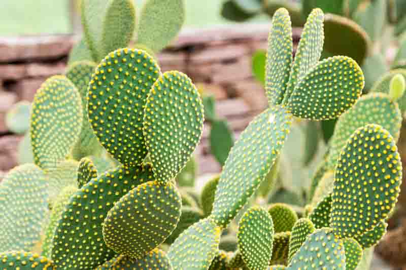 Bunny Ears Cactus Cuttings - Opuntia Microdasys, 7 Unrooted Pads